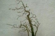 老鸦柿的上盆与养护（老鸦柿的栽培技巧和注意事项）