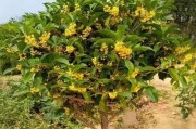 什么时候嫁接桂花最合适？（选择适当的时间和方法让桂花嫁接更成功）
