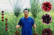 石榴树的最佳种植时间（掌握正确时间，让石榴树茁壮成长）