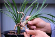 兰花修剪指南（掌握兰花修剪技巧，让花期更长）