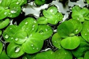 浮萍开花之神秘面纱（探究浮萍开花的颜色与形态，解开这一奇妙自然现象的秘密）