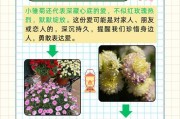 以少雏菊怎么养（打造美丽花园的秘密）