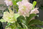 冬季耐寒植物大揭秘（寒冷不再是困扰，这些植物让你的花园四季常青）