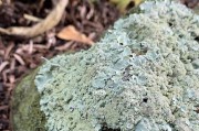 地衣是一种复合植物（探究地衣的组成结构及生长繁殖方式）