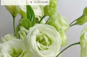 梦幻之花——桔梗花的花语与象征（探寻桔梗花所代表的神秘含义，揭示它的美妙之处）