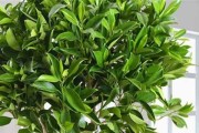 探究非洲茉莉不开花的原因（揭开非洲茉莉不开花背后的秘密）
