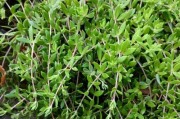 垂盆草的养护技巧（打造绿意盎然的家居花园）
