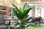 室内养护富贵竹的方法（家居必备绿植，让富贵竹室内生长茁壮）