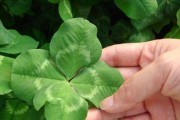 三叶草叶子发黄怎么办？-保持叶片健康的方法