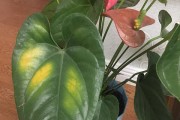 火鹤叶子发黄，如何解决？（火鹤植物养护，提高绿植品质）