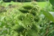 苍耳的种子传播方式解析（探究苍耳传播种子的奥秘）