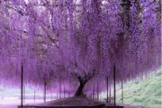 探寻藤本花卉的美妙世界（从品种特点到栽培技巧，一次性解读藤本花卉）