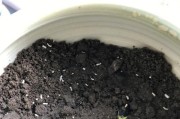 向日葵种子的发芽过程（了解向日葵种子发芽的时间和条件，让你在栽种时更加得心应手）