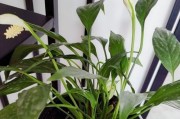 白掌叶子蔫了，该如何拯救？（叶面发黄、叶边卷曲，小心植物缺水缺养！）