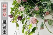 探究球形花卉的魅力（色彩斑斓的球形花卉/形态各异的球形花卉/养护技巧与注意事项）