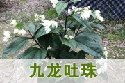 龙吐珠用小盆更佳（小盆适合龙吐珠的生长与发展，大盆反而会阻碍其生长）