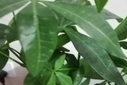 发财树的养护技巧（刚种下发财树该如何浇水？如何避免过水过少？）