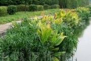 水生植物的常见品种与特点（了解水生植物，拓展水上世界的美）