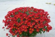 菊花的耐寒能力（解析菊花在不同气温下的适应能力）