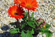家庭养护非洲菊，健康有活力（让你轻松掌握非洲菊养护小技巧）