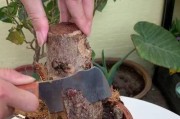 探究发财树死亡的原因与应对方法（揭秘发财树死亡背后的秘密与解决之道）