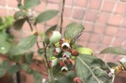 蓝莓的开花结果周期（探究蓝莓从开花到结果的时间和因素）