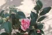 山茶花换盆时间及注意事项（打造健康美丽的山茶花，从换盆开始）