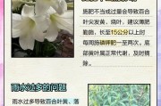 百合花叶子变黄变干的原因与处理方法（保护百合花叶子健康的关键措施）