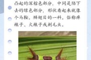 如何有效防治核桃长虫子（农民必知的几点预防方法）