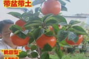 什么时候播种最好？——柿子种植指南（如何选择播种时间、如何栽培柿树、如何收获甜美柿子）
