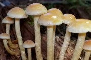 蘑菇的生长周期（从菌丝到成熟的全过程）