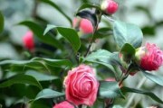 山茶花的象征意义（探寻山茶花背后的文化内涵）