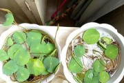 如何正确换土碗莲（碗莲换土的时间和方法）