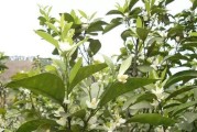 如何让柑橘几年开花结果？（让柑橘树快速开花，收获丰硕果实的技巧和方法。）