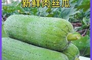 如何收集丝瓜种子（留下优质的种子，享受美味丝瓜）