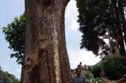 金丝楠木生长速度如何？（一年能长多少？金丝楠木的生长特点和影响因素！）