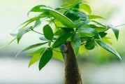 代表好运的植物（让你的生活充满吉祥和繁荣）