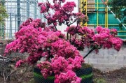 如何科学施肥让杜鹃更美（杜鹃施肥必看，了解这些方法让你栽杜鹃事半功倍）