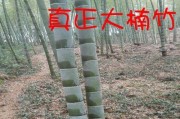 北方可以种竹子吗？（北方养竹子的方法及注意事项）