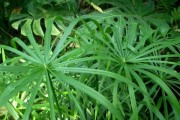 水竹开花的奇妙之谜（探究水竹开花的原因及特征）