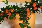 家里窗台最适合养的花草植物是什么？（满足美观和养护需求，这些植物最佳选择！）