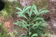 以金边吊兰种子怎么种植（一步一步教你种植金边吊兰，助你打造清新室内环境）