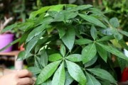 如何选择最适合发财树的肥料（以满足发财树健康需求为主要目标）