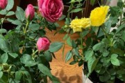 四季报春花怎么浇水？（春夏秋冬浇水量不同，一起了解吧！）