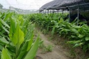 黄姜的种植时间和技巧（什么月份种植最合适？如何科学种植？）