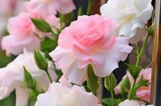 探秘桔梗花的多彩世界（桔梗花颜色及花型详解）