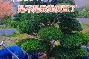 黄杨的耐寒能力（探究黄杨在寒冷气候下的适应能力）