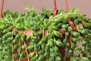 多肉佛珠养护秘籍（从水分掌控到养殖成功，打造健康多肉佛珠）