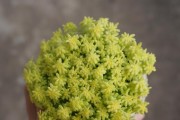 探秘黄金草的神秘之处（掌握黄金草的特征与用途）