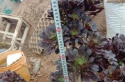 黑法师繁殖秘籍（黑法师繁殖技巧揭秘，探寻黑魔法后裔的成长密码）
